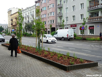 Nowe klomby z roślinami przy ulicy Żeromskiego.